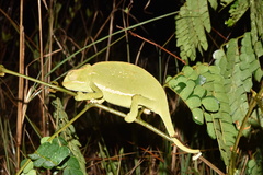 Chamaeleo dilepis