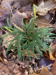 Dendrolycopodium