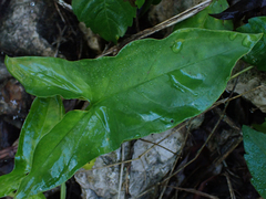 Syngonium podophyllum