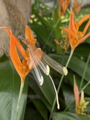 Mecistogaster ornata