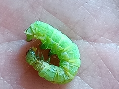 Chrysodeixis chalcites