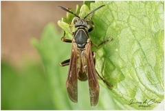 Mischocyttarus drewseni