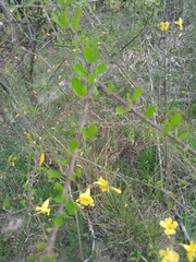 Tabebuia nodosa