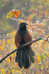 Centropus sinensis