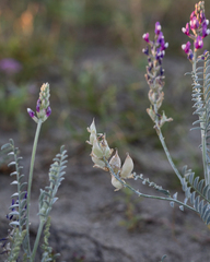 Astragalus magdalenae
