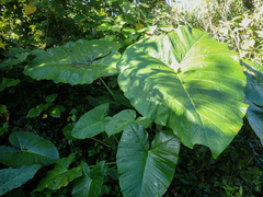 Xanthosoma robustum