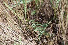 Centaurea scabiosa cephalariifolia