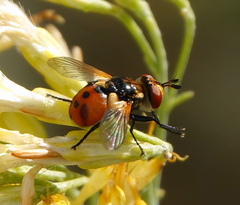 Gymnosoma rotundatum