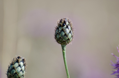 Centaurea scabiosa cephalariifolia