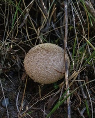 Lycoperdon pratense