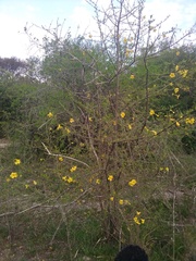 Tabebuia nodosa