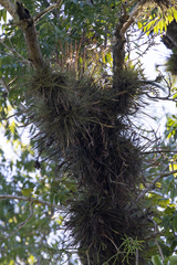 Tillandsia schiedeana