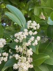 Ehretia tinifolia