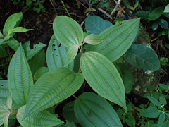 Miconia xalapensis