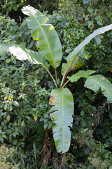 Musa