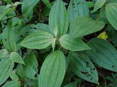 Miconia xalapensis