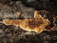 Serpula himantioides