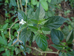 Capsicum annuum