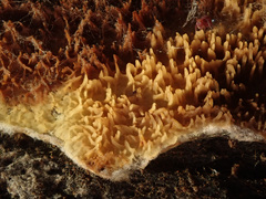 Serpula himantioides