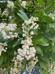 Ehretia tinifolia