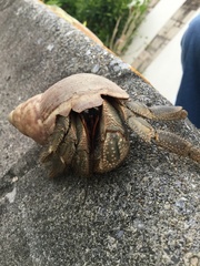 Coenobita cavipes