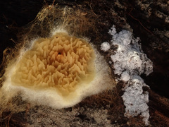 Serpula himantioides