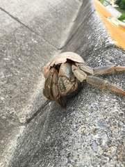 Coenobita cavipes