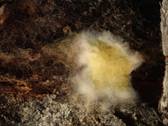 Serpula himantioides