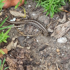 Trachylepis capensis