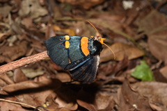 Egybolis vaillantina