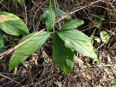 Syngonium angustatum