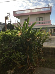 Alpinia zerumbet