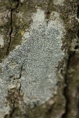 Graphis pulverulenta