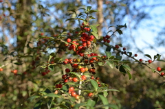 Ilex vomitoria