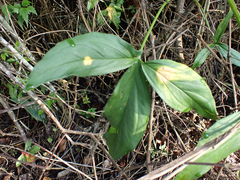 Syngonium angustatum