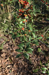 Ilex vomitoria