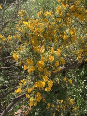 Adesmia confusa