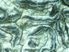 Graphis pulverulenta