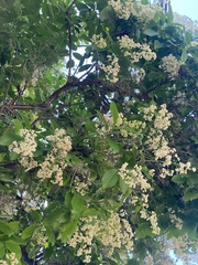 Ehretia tinifolia