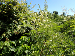 Acaciella angustissima