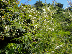 Acaciella angustissima