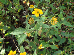 Sclerocarpus uniserialis