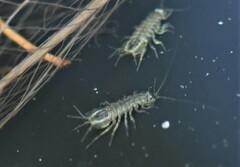 Asellus aquaticus