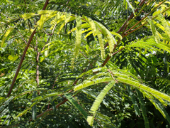 Acaciella angustissima