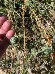 Ibervillea tenuisecta