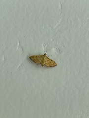 Orphanostigma