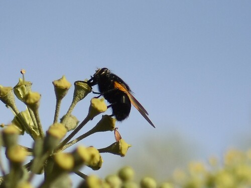 Noon Fly, Groesbeek, Nederland, photo 6 of 10