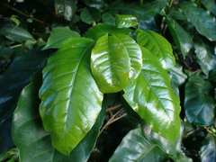 Coffea arabica