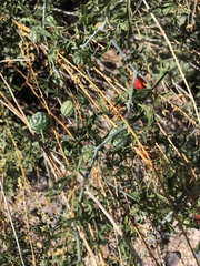 Ibervillea tenuisecta