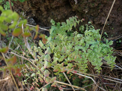 Adiantum concinnum